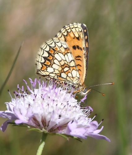 Melitaea sp.